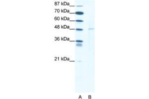 Western Blotting (WB) image for anti-DEK Oncogene (DEK) antibody (ABIN2463792) (DEK Antikörper)