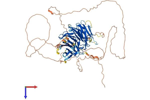 CDT2/RAMP Protein (AA 1-730) (His tag)