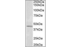 Western Blotting (WB) image for anti-Synaptotagmin V (SYT5) (AA 80-93), (Internal Region) antibody (ABIN1109186) (Synaptotagmin V Antikörper  (Internal Region))