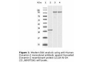 Image no. 2 for anti-Dynamin 2 (DNM2) antibody (ABIN232118) (DNM2 Antikörper)