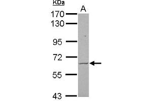 Image no. 2 for anti-Frizzled Family Receptor 9 (FZD9) (N-Term) antibody (ABIN1494023) (FZD9 Antikörper  (N-Term))