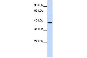 WB Suggested Anti-HOXB3 Antibody Titration: 0. (HOXB3 Antikörper  (N-Term))