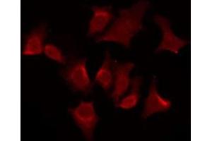 ABIN6276084 staining HeLa by IF/ICC. (OR51G2 Antikörper  (Internal Region))