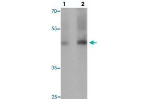 Western blot analysis of GDF1 in rat lung tissue with GDF1 polyclonal antibody  at (1) 1 and (2) 2 ug/mL. (GDF1 Antikörper  (N-Term))