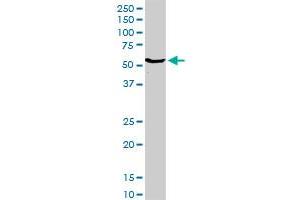 CYP2E1 MaxPab rabbit polyclonal antibody. (CYP2E1 Antikörper  (AA 1-493))