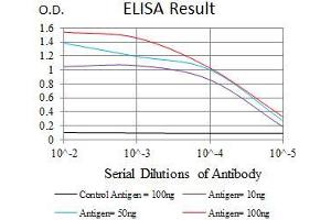 Black line: Control Antigen (100 ng), Purple line: Antigen(10 ng), Blue line: Antigen (50 ng), Red line: Antigen (100 ng), (MRPL42 Antikörper  (AA 10-142))