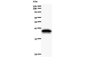 Western Blotting (WB) image for anti-Eukaryotic Translation Initiation Factor 2 Subunit 1 (EIF2S1) antibody (ABIN933102)