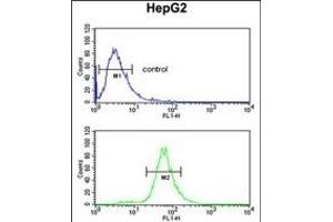 FBXL5 Antibody (N-term) (ABIN653358 and ABIN2842834) flow cytometric analysis of HepG2 cells (bottom histogram) compared to a negative control cell (top histogram). (FBXL5 Antikörper  (N-Term))