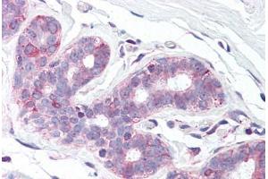 Anti-SLC39A6 antibody  ABIN960810 IHC staining of human breast. (SLC39A6 Antikörper  (N-Term))