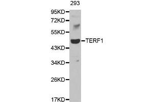 Western blot analysis of extracts of 293 cell line, using TERF1 antibody. (TRF1 Antikörper  (AA 240-419))