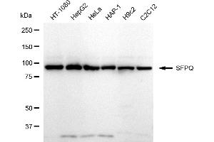 Western blotting analysis using SFPQ antibody (ABIN7800427). (Rekombinanter SFPQ Antikörper)