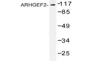 Western blot (WB) analysis of ARHGEF2 antibody in extracts from NIH cells. (ARHGEF2 Antikörper)