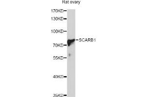 Western blot analysis of extracts of rat ovary, using SCARB1 Antibody (ABIN5970764) at 1/1000 dilution. (SCARB1 Antikörper)
