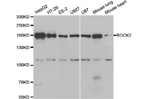 Western blot analysis of extracts of various cell lines, using ROCK2 antibody (ABIN5973333) at 1/1000 dilution. (ROCK2 Antikörper)