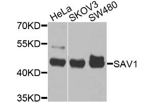 Western blot analysis of extracts of various cell lines, using SAV1 antibody. (SAV1 Antikörper)