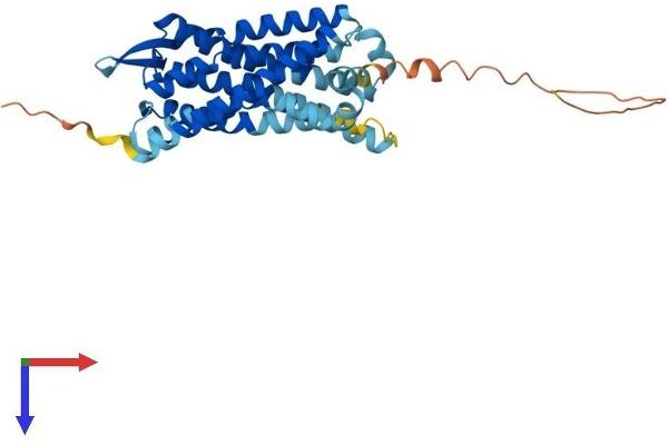 Leukotriene B4 Receptor/BLT Protein (AA 1-352) (His tag)