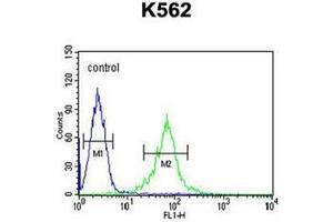 Flow cytometric analysis of K562 cells using GAS2L1 Antibody (C-term) Cat-No AP51782PU-N (right histogram) compared to a negative control cell (left histogram). (GAS2L1 Antikörper  (C-Term))