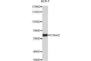 Western blot analysis of extracts of MCF-7 cells, using C10orf2 Antibody (ABIN5973049) at 1/1000 dilution. (C10orf2 Antikörper)