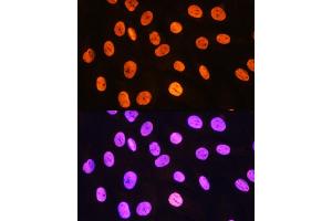 Immunofluorescence (IF) image for anti-Meis Homeobox 1 (MEIS1) antibody (ABIN7268449)
