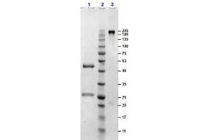 SDS-PAGE results of Sheep Gamma Globulin. (gamma Globulin Fraction Protein)