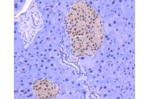 Paraformaldehyde-fixed, paraffin embedded Mouse pancreas, Antigen retrieval by boiling in sodium citrate buffer (pH6) for 15min, Block endogenous peroxidase by 3% hydrogen peroxide for 30 minutes, Blocking buffer at 37°C for 20min, Antibody incubation with HDAC1 (3C3) Monoclonal Antibody  at 1:50 overnight at 4°C, followed by a conjugated secondary and DAB staining. (HDAC1 Antikörper)