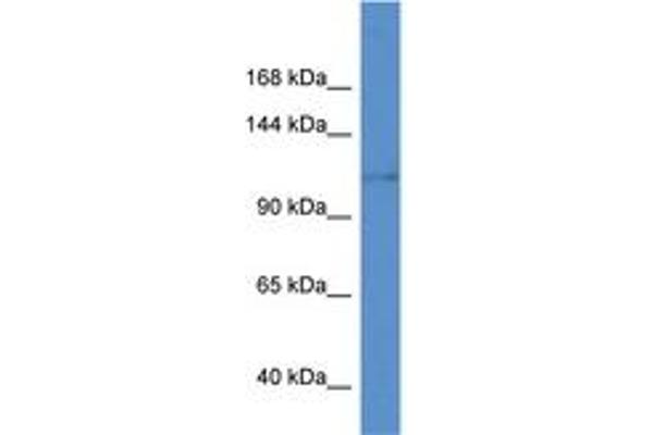 KCNH8 Antikörper  (AA 960-1009)