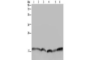 Western Blotting (WB) image for anti-Ras Homolog Enriched in Brain (RHEB) antibody (ABIN2822663) (RHEB Antikörper)