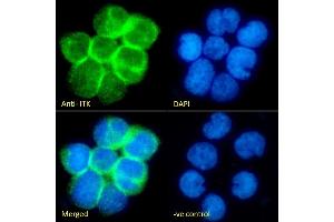(ABIN1589997) Immunofluorescence analysis of paraformaldehyde fixed Jurkat cells immobilized on ShifixTM coverslip, permeabilized with 0. (ITK Antikörper  (Internal Region))