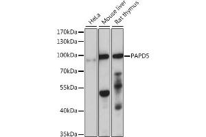 Western blot analysis of extracts of various cell lines, using P antibody (ABIN7269170) at 1:1000 dilution. (PAPD5 Antikörper  (AA 480-590))