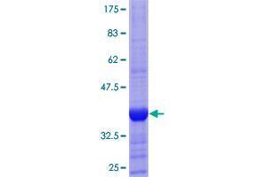 Image no. 1 for CD200 Receptor 1 (CD200R1) (AA 73-172) protein (GST tag) (ABIN1348569)