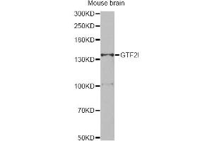 Western blot analysis of extracts of mouse brain, using GTF2I antibody (ABIN5995399) at 1/500 dilution. (GTF2I Antikörper)