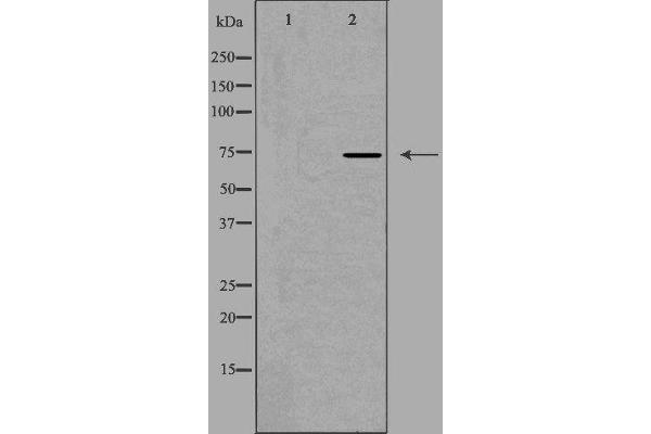 Cep76 Antikörper  (Internal Region)