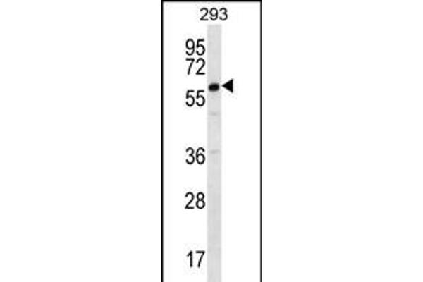 DAZ2 Antikörper  (C-Term)