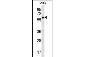 DAZ2 Antibody (C-term) (ABIN656229 and ABIN2845544) western blot analysis in 293 cell line lysates (35 μg/lane).