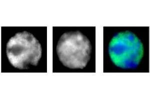 RNA pol II antibody (mAb) (Clone 1F4B6) tested by immunofluorescence.
