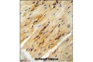 GPD1L antibody (N-term) (ABIN654680 and ABIN2844374) immunohistochemistry analysis in formalin fixed and paraffin embedded mouse heart tissue followed by peroxidase conjugation of the secondary antibody and DAB staining. (GPD1L Antikörper  (N-Term))