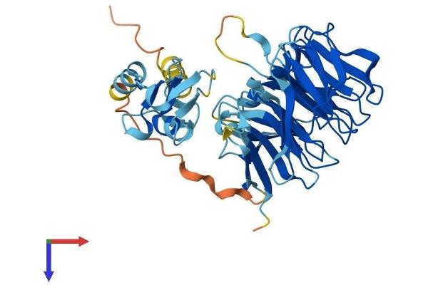 NHLRC1 Protein (AA 1-395) (His tag)
