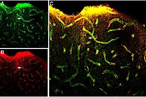 Multiplex staining of MERTK and Aquaporin 4 in rat parietal cortex.