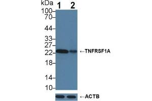 Knockout Varification: Lane 1: Wild-type Hela cell lysate; Lane 2: TNFRSF1A knockout Hela cell lysate; Predicted MW: 50,38,25kDa Observed MW: 23kDa Primary Ab: 3µg/ml Rabbit Anti-Human TNFRSF1A Antibody Second Ab: 0.