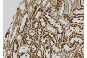ABIN6279105 at 1/100 staining Mouse kidney tissue by IHC-P. (GALM Antikörper  (C-Term))