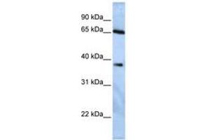 Image no. 1 for anti-Ubiquitin Specific Peptidase 3 (USP3) (AA 180-229) antibody (ABIN6740347) (USP3 Antikörper  (AA 180-229))