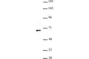MOF / MYST1 antibody (pAb) tested by Western blot. (MYST1 Antikörper  (N-Term))