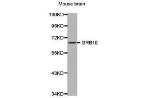 Western Blotting (WB) image for anti-Growth Factor Receptor-Bound Protein 10 (GRB10) antibody (ABIN2650918) (GRB10 Antikörper)