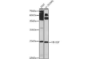 Western blot analysis of extracts of various cell lines, using HB-EGF Rabbit pAb (ABIN7267617) at 1:1000 dilution. (HBEGF Antikörper  (AA 20-160))