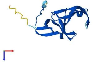 YPEL5 Protein (AA 1-121) (His tag)