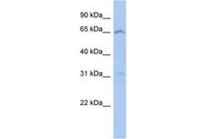 Image no. 1 for anti-Mitochondrial Calcium Uptake Family, Member 3 (MICU3) (AA 71-120) antibody (ABIN6743890) (EFHA2 Antikörper  (AA 71-120))