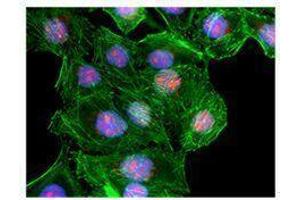 Immunofluorescence (IF) image for anti-FACT complex subunit SPT16 (SUPT16H) antibody (ABIN2666085) (SUPT16H Antikörper)