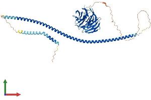 AlphaFold protein structure predicition of Human Recombinant ATG16L1 Protein, UniprotID Q676U5