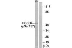 Western blot analysis of extracts from 293 cells treated with serum 20% 15', using PDCD4 (Phospho-Ser457) Antibody. (PDCD4 Antikörper  (pSer457))