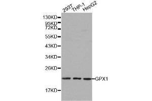 Western blot analysis of extracts of various cell lines, using GPX1 antibody. (Glutathione Peroxidase 1 Antikörper  (AA 50-203))